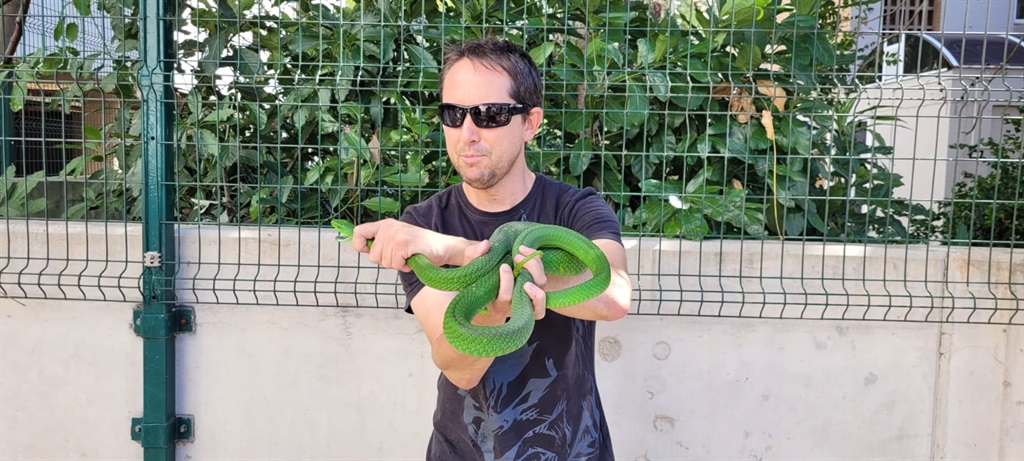 Arnold with the green mamba he caught near a medical facility in Durban. 