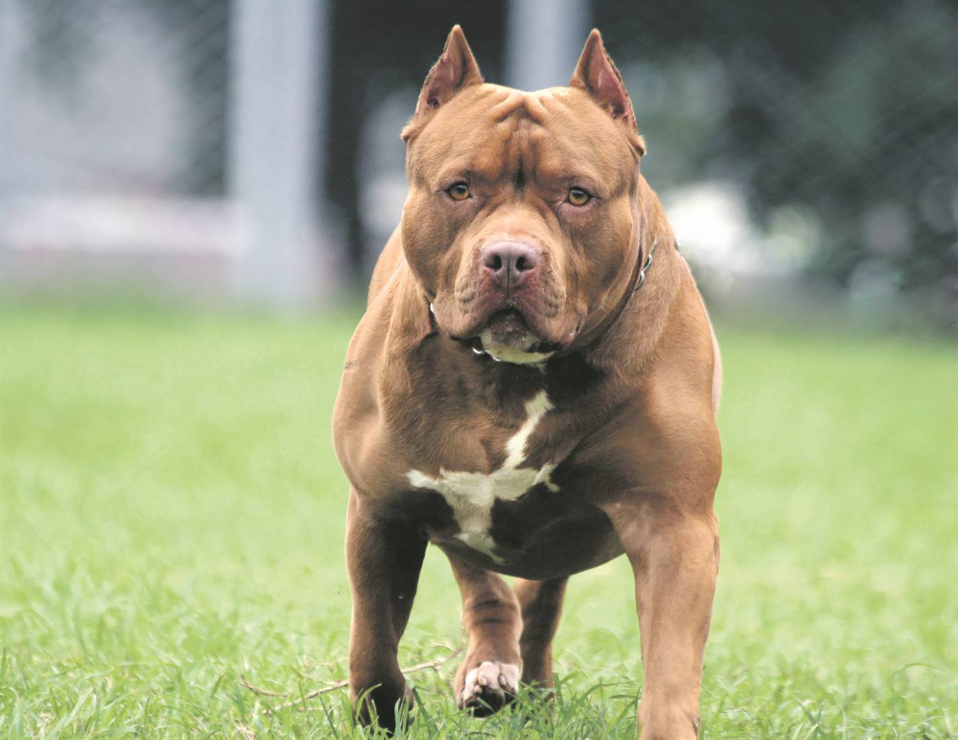 A petition calling for a ban of pit bulls was handed over to government.