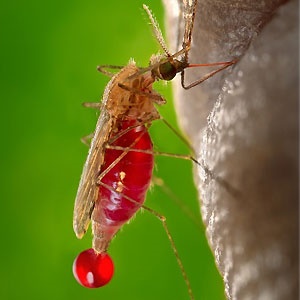 A mosquito sucking blood. Source: Pixabay
