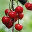 Cherries may ward off gout