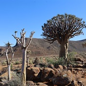 The Karoo Highlands Route offers a unique experience