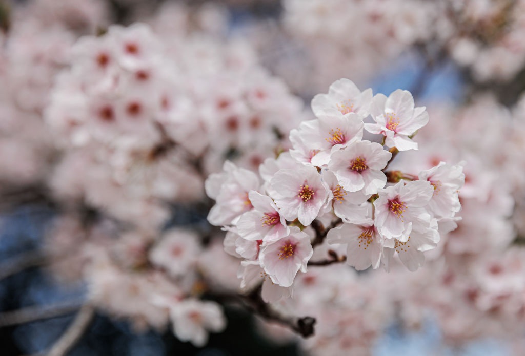 NAGOYA, JAPAN - 2022/04/01: Cherry blossoms tree i