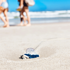Abandoned bluebottle jellyfish