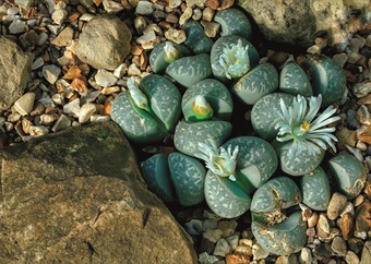 Succulent of the month: Lifelike stones 
