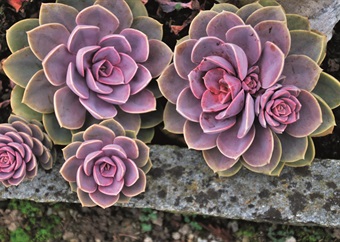 Five succulents that are completely safe for your pets