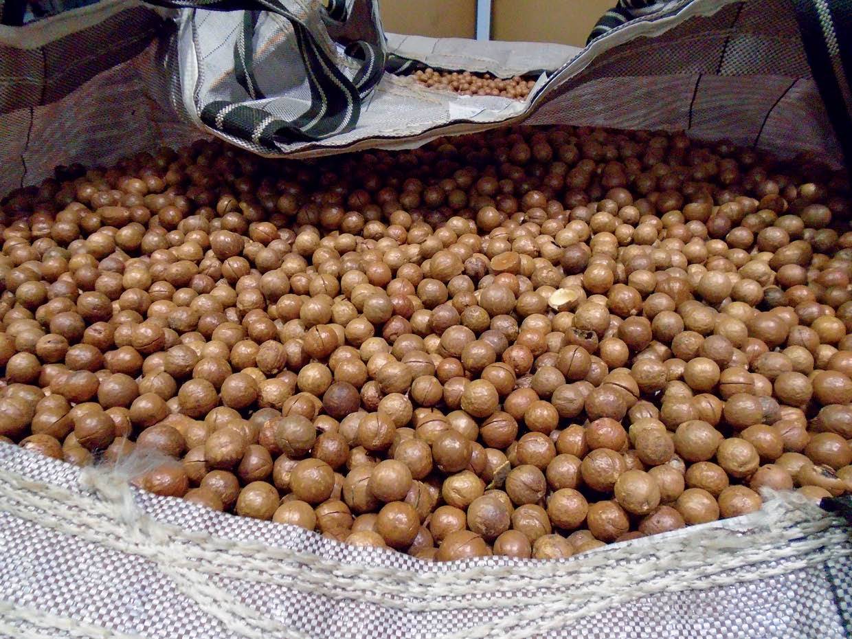 Makadamias word in verskeie marksegmente verkoop, waaronder ongedopte neute. Sowat 50% van die Suid-Afrikaanse makadamia-oes gaan aan dié mark.  FOTO’S: MARISA BEETON