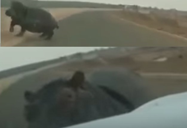 <b>HIPPO ATTACKS:</b> A video captures the moment a bakkie driver felt the wrath of an angry hippopotamus. Read our list of safe driving tips for dealing with wildlife. <i>Image: YouTube</i>