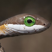 Snake files: Through the eye of a snake