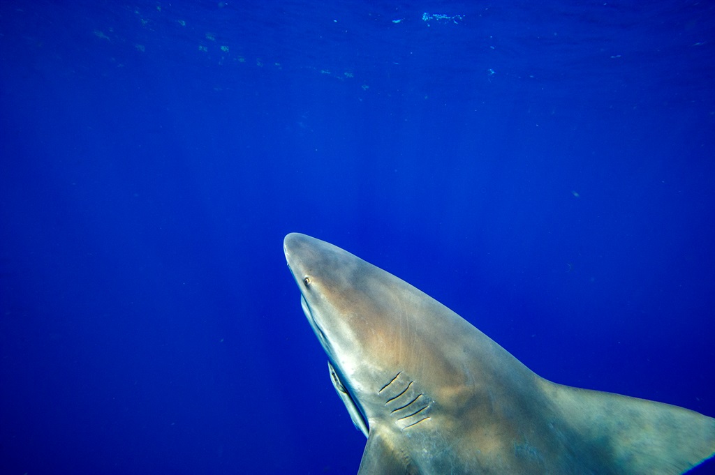Bull sharks swim off the coast of Jupiter, Florida on 12 February 2022.