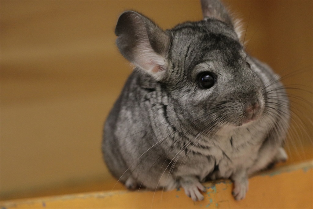 Despite the challenges of relocating the endangered chinchillas, Gold Fields said it’s still on track to start producing gold at Salares Norte in early 2023.