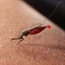 Drug-resistant malaria could reach Africa 