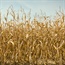 Drought fuels the need to import maize