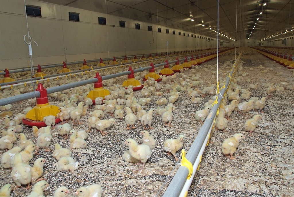 Rainbow Chickens will be selling 15 of its’ farms at the end of the month to try and stay afloat amidst mass imports of poultry. Picture: SUPPLIED