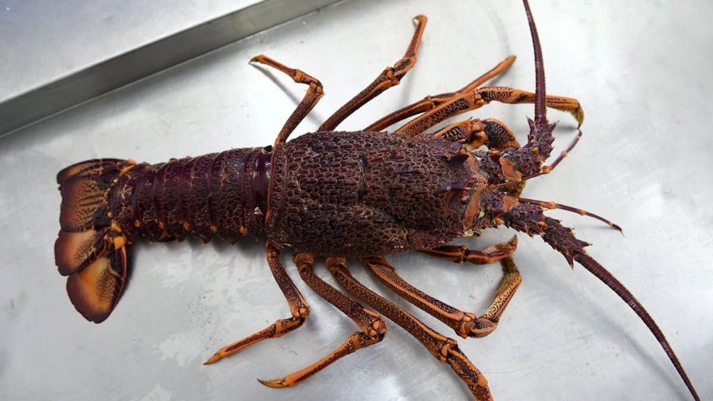News24 | Don't eat red tide crayfish, fisheries dept warns, they could be toxic
