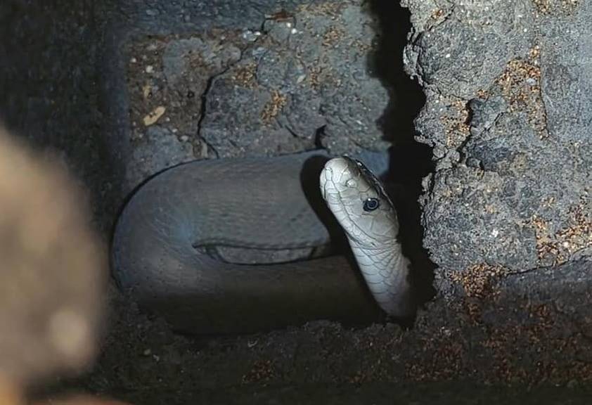 Keluarga Durban lega bisa menyingkirkan ular yang hidup di dalam tembok mereka
