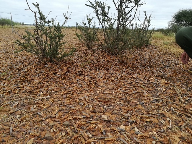 Veral dele van die Oos-Kaap, Wes-Kaap en Noord-Kaap loop deur onder uitbrekings van sprinkaanswerms. Hierdie foto is in Prieska geneem. Foto: Verskaf