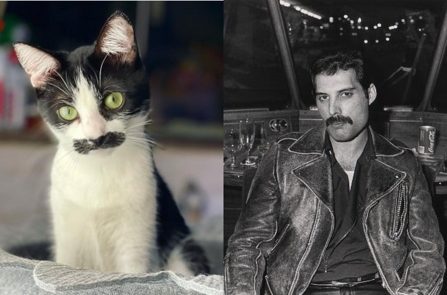 Thanks to her black moustache, Mostaccioli the cat has a striking resemblance to Queen frontman Freddie Mercury. (PHOTO: Instagram/ @izanami.and.mostaccioli/ Getty Images)
