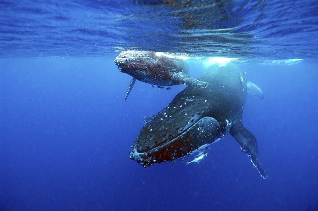 A humpback whale and its calf.