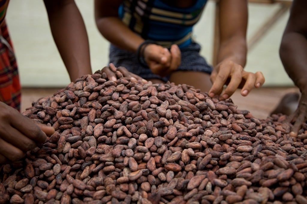 Cocoa bean shells can be used to make biochar, which has the potential to reduce greenhouse gas emissions.