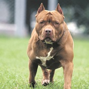 Pit bulls kill again, owner jailed!