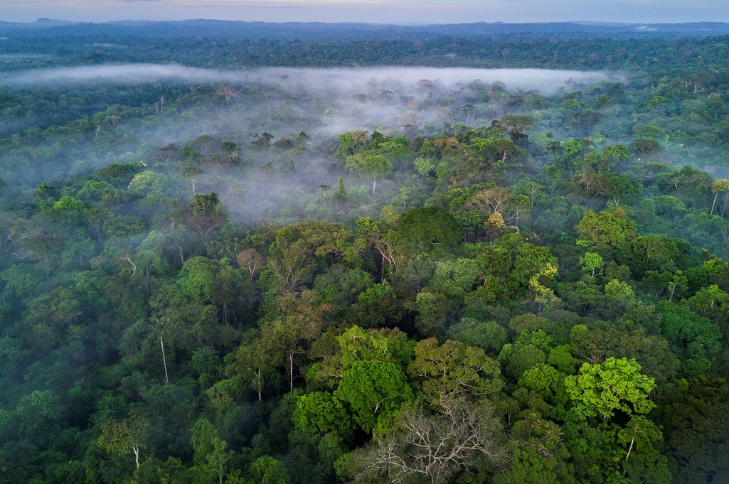 Brazil is home to around 60% of the Amazon.