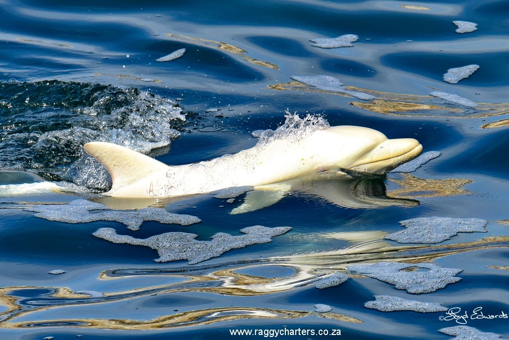 News24.com | 'I have never been more excited': Tour operator describes rare sighting of albino dolphin in Algoa Bay