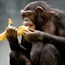 Chimpanzees have 5 personalities
