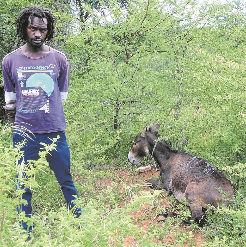 Lesego Tladi with one of his donkeys.  Photo by  Samson Ratswana   