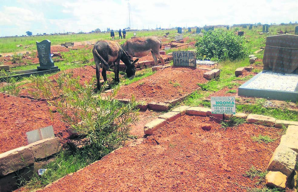 Donkeys grazing at a gravesite. INSET: Residents Sodiye Mahalngu, Lucas Mahlangu and Thomas Masango say they always chase the animals away.         Photos by Bongani Mthimunye