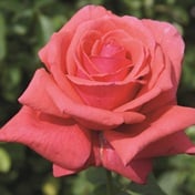 Which roses can I grow in containers?