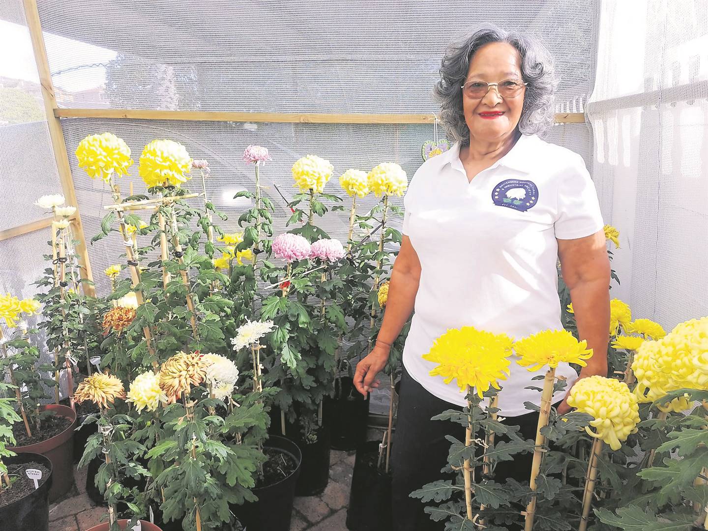Melinda Woodward (78) with the chrysanthemums that are going on display at the chrysanthemum flower show on Saturday 29 April. PHOTO: Natasha Bezuidenhout