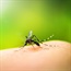 Mexico approves dengue fever vaccine