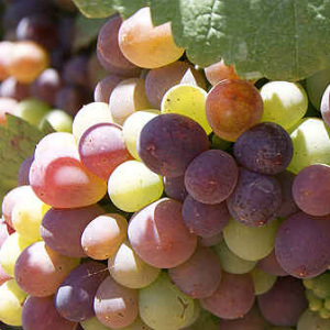 Grapes may help protect your breasts