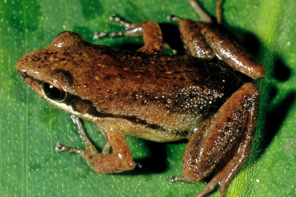 Meet the 'Dupreezi': SA professor honoured with new frog species