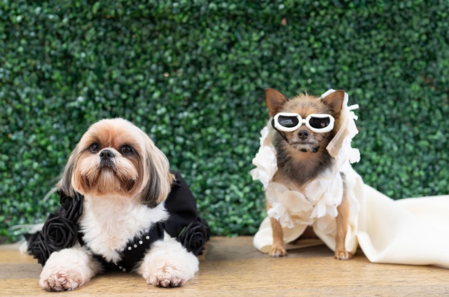 Rescue dogs dress up as Rihanna, Cardi B and other celebs to re-create memorable Met Gala looks