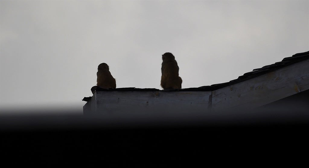 men-who-used-monkeys-to-steal-cash-arrested-in-india-news24