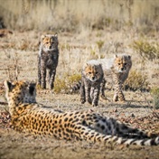 WATCH | Free State game reserve welcomes three cheetah cubs