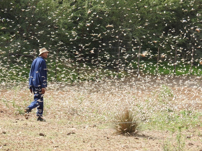 Sprinkane sak toe op weiding in die distrik Patensie. Foto: Laurika Ferreira