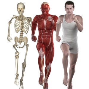 Strong bones from Shutterstock