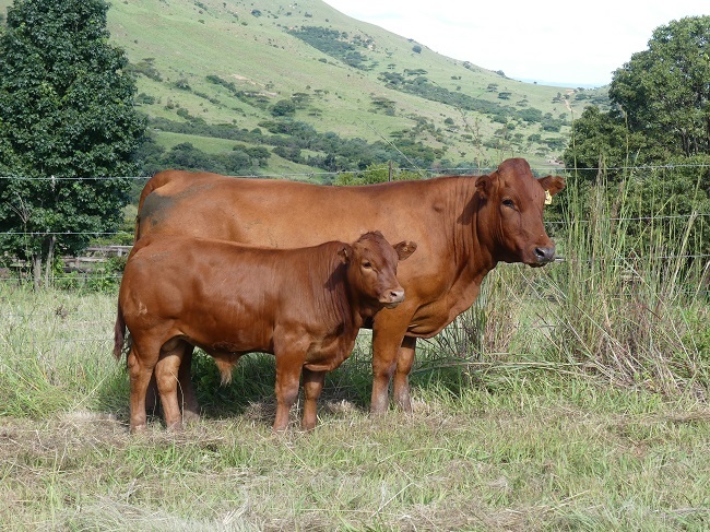 Vroulike topdiere, soos LAR 18-236 (duurste vroulike dier in 2022), is op die nasionale veiling beskikbaar. FOTO: BONSMARA SA  