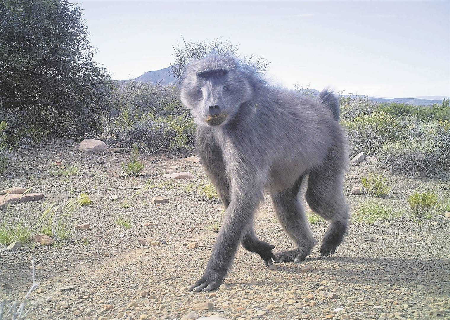 News24 | Baboon pepper-sprayed, electrocutes itself during anti-baboon protest in Kommetjie