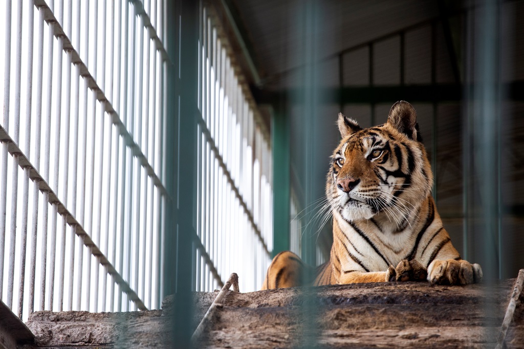 After years caged in Argentina, 4 tigers find freedom in the Free State |  News24