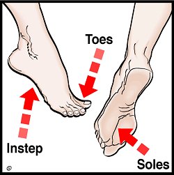 Step 5: Fingers, toes and soles | Life