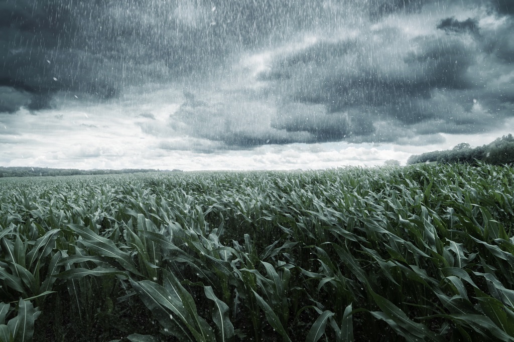 Heavy rainfall has damaged some maize crops.