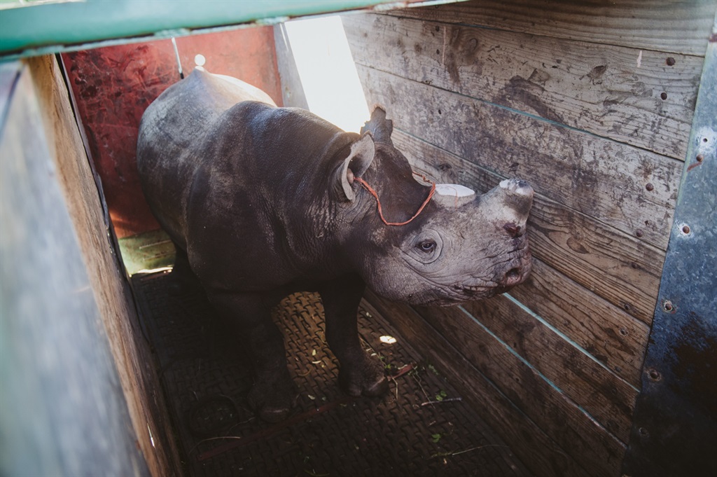Four black rhino bulls have been relocated to Bonamanzi Game Reserve in KZN 