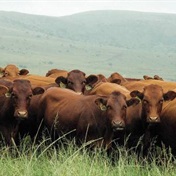 Beefmasters se groot kuddes gedy op die veld