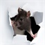  Americans infected with rare virus carried by rats