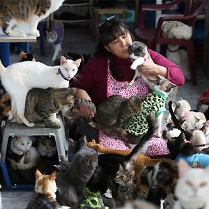 Maria Torero, plays with a group of 175 cats with leukemia in her home in Lima, Peru.Photo By Martin Mejia/AP