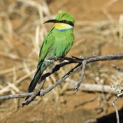 Attention, all birders! It’s almost time for the African Bird Fair
