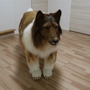 Paws for thought: this man spent R257 000 to look exactly like a border collie